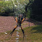 Argiope