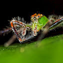 Magnolia Green Jumper