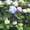 Hydrangea