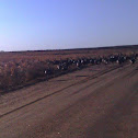 Wild Turkey