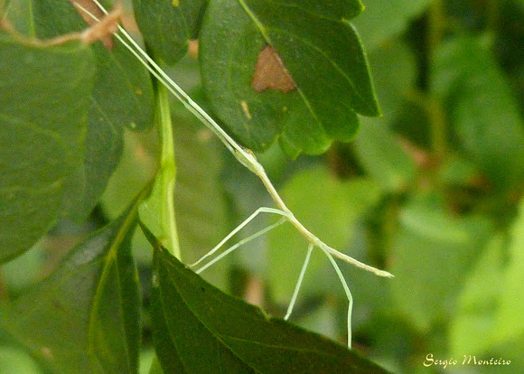 Spotting Image 1
