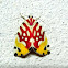 Nolidae Chloephorinae