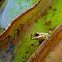 Cuban Tree Frog