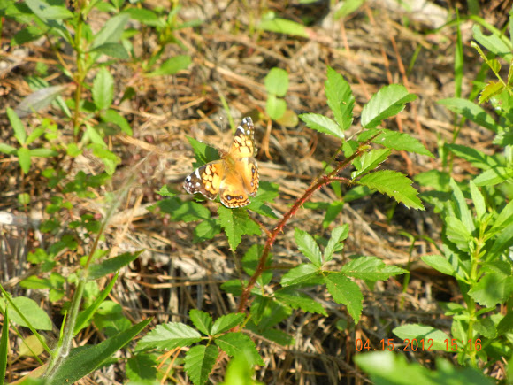 Spotting Image 1