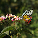 common jezebel