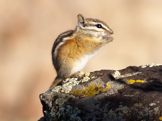 Least Chipmunk