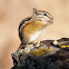 Least Chipmunk