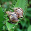 Snail