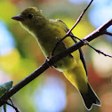 Orange crowned warbler
