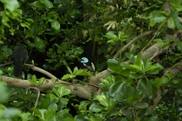 Spotting Image 1