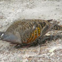 Bronzewing pigeon