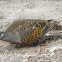 Bronzewing pigeon