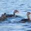 Graylag Goose