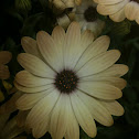 Trailing African Daisy