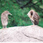 Tiger Herron