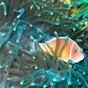 Pink anemonefish