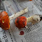Fly Amanita