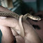 Checkered keelback