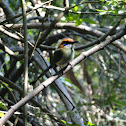 Russet-crowned Motmot