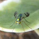 Longlegged Fly