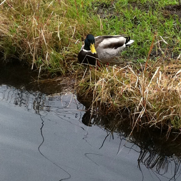 Spotting Image 1