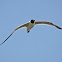 Laughing Gull