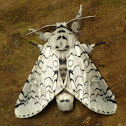 Moth