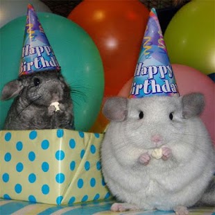 How to get Chinchillas Jigsaw Puzzles lastet apk for pc