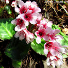 elephant-eared saxifrage