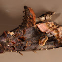 Black Wedge-Spot