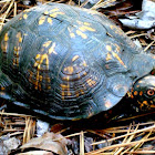 Eastern box turtle