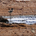 Wood Sandpiper