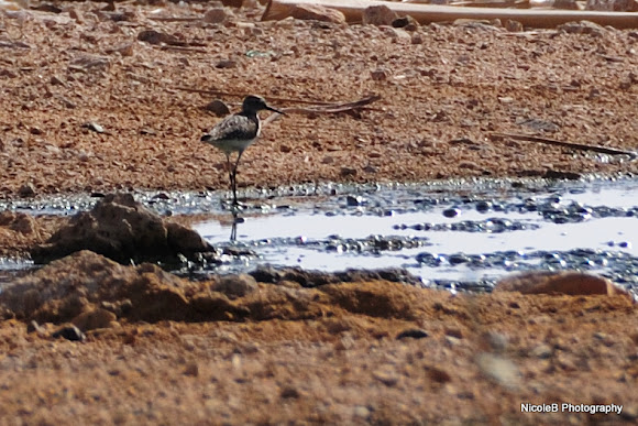 Spotting Image 1