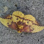 Imperial moth