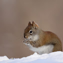 American Red Squirrel