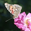 Painted Lady