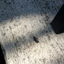Ants
