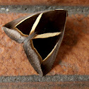 Chalciope mygdon Moth