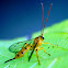 Ichneumon Wasp