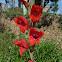 Gladíolo (Gladiolus)