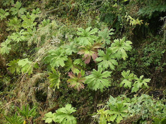 Spotting Image 1