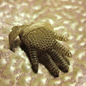 Blue tongued lizard glove
