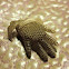 Blue tongued lizard glove