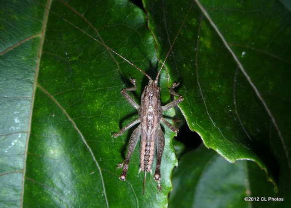 Spotting Image 1