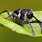 Weevil