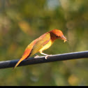 Summer tanager
