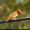 Summer tanager