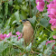 Brahminy Starling