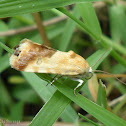 Noctuid Moth