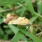 Noctuid Moth